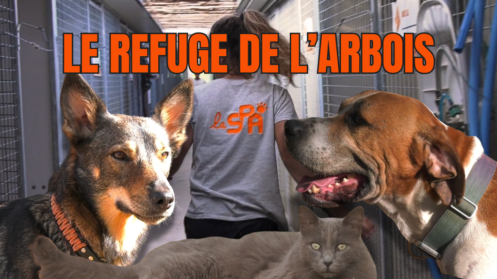 Refuge de l'Arbois : deux jours pour changer une vie