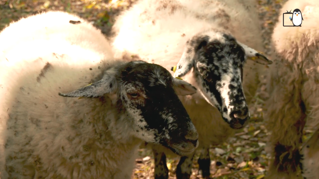 Eco-pâturage : des moutons en ville ! 