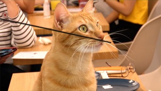 Meow cats café à Aix-en-Provence