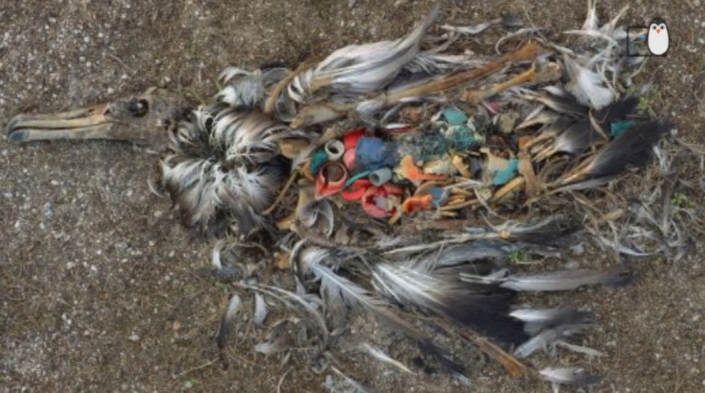 Une mer de plastique - épisode 1