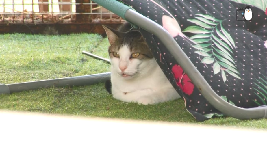 Refuge de l'Arbois - Devenir bénévole